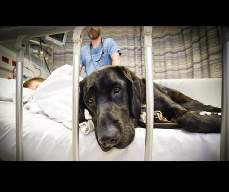 Adorable Labrador Won't Leave His Autistic Sibling's Side...Even In The Hospital