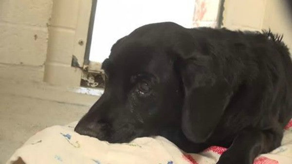 Senior Labrador Pup Does This When His Family Surrendered Him...
