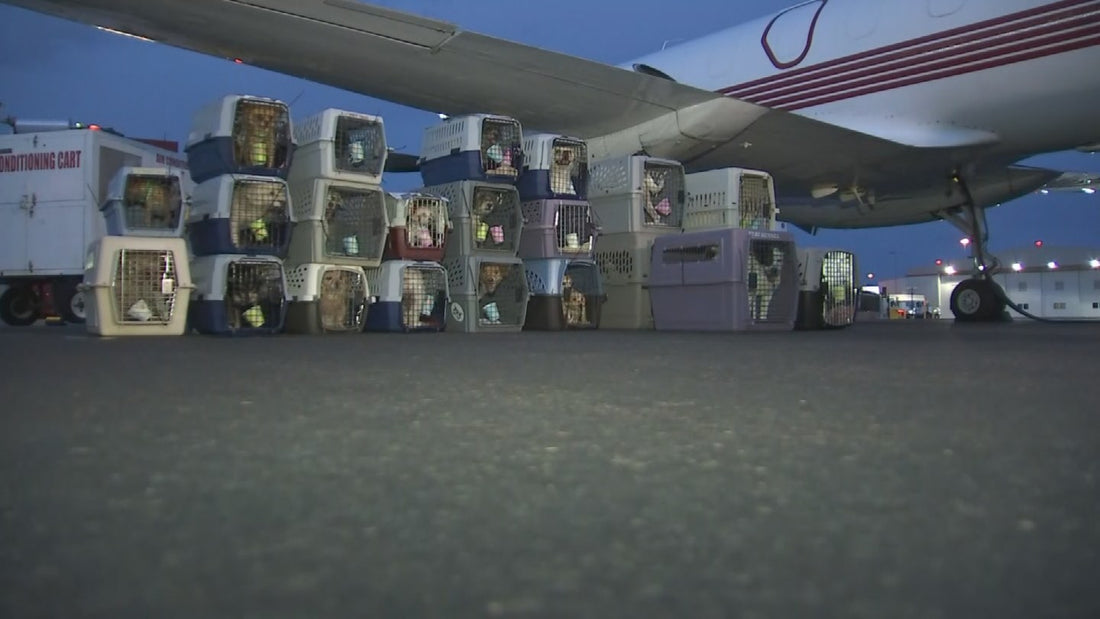 110 Pups At Risk In A Shelter Flown To Seattle For A Second Chance To Life!