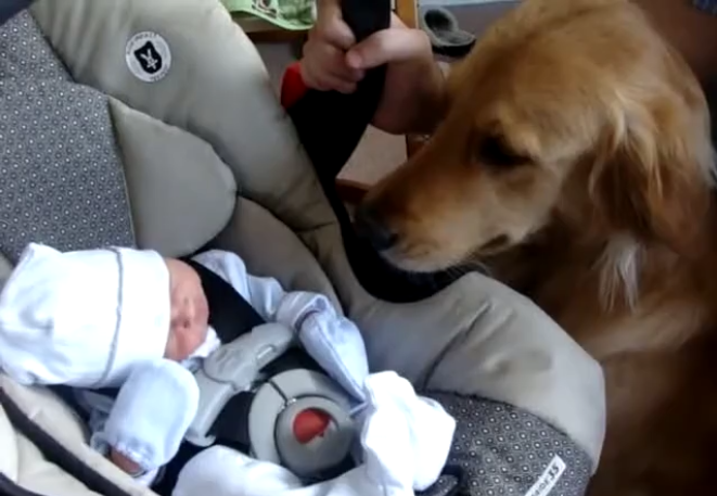 Golden Retriever Meets His Little Brother Ben For The First Time! PRICELESS!