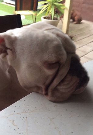 This Bulldog Puppy Just Can’t Keep Her Eyes Open!