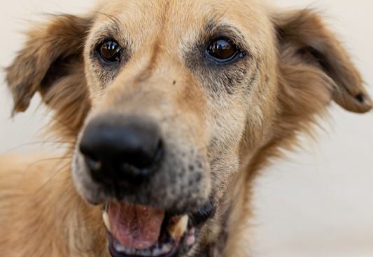 The Joy of Old Dogs: Wisdom, Love, and the Gentle Beauty of Aging Companions