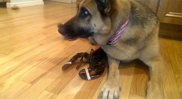 Adorable German Shepherd Guards His Favorite Lobster!