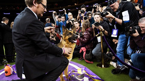 Mighty German Shepherd Wins Best In Show At The Westminster Dog Show 2017!