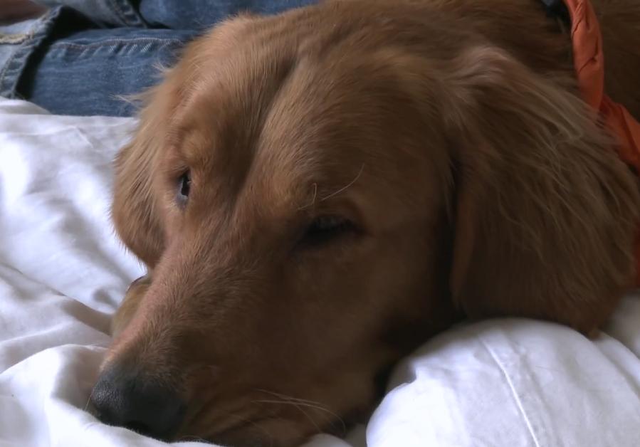 This Blind Golden Retriever Was Abandoned In The Field, But What Happens Next Will Make You Cry!