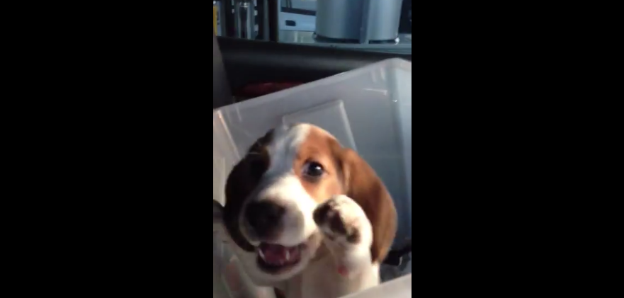 This Beagle Gets So Excited Every Time He Hears This! This is ADORABLE!