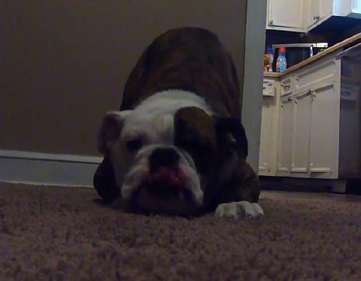 This English Bulldog Doing The Army Crawl Trick Is Cute!