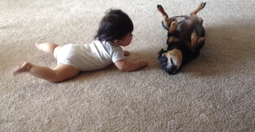 Adorable Dachshund Mix Interacts With Cute Baby For The First Time!