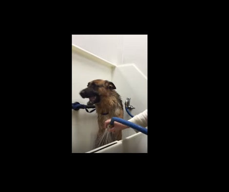 Adorable German Shepherd Loves To Swim, But When It's Time to Bath... LOL