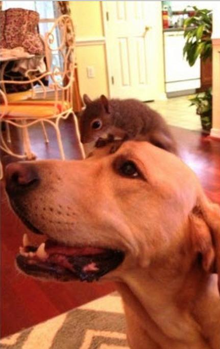 Labrador Helps Owners Care For Adorable Baby Squirrel!