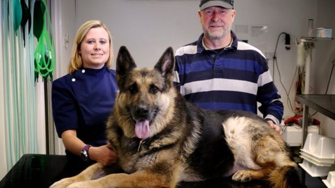 This German Shepherd Ate 6 Golf Balls, But They Managed To Remove Them On Time!