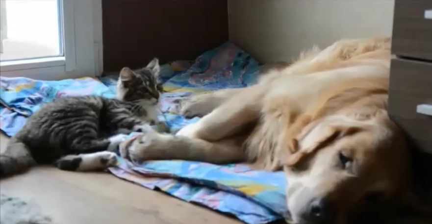 Cosmo, The Golden Retriever Is Sleeping, But His Buddy The Hyper Active Cat Wants To Play...NOW!
