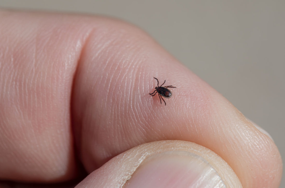 7 Places To Find Ticks On Your Dog's Body