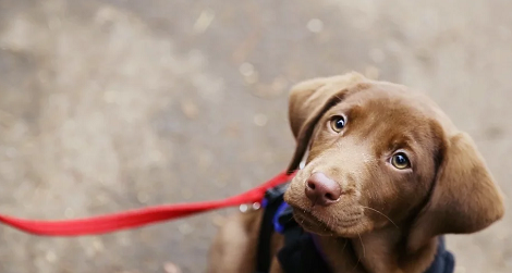 Compassionate Labrador Puppy Plans On Becoming A Service Dog!