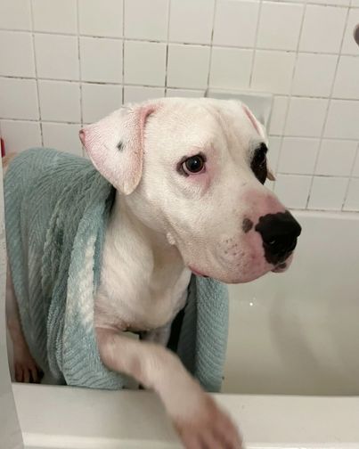 Shelter Dog All Smiles After Finally Getting Adopted