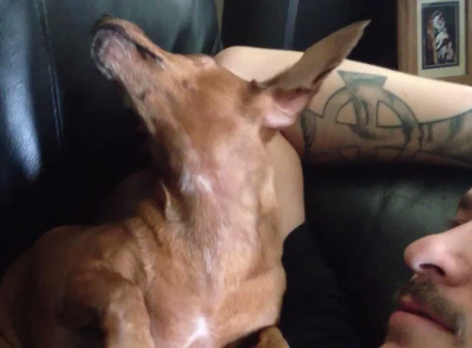 Watch What This Adorable Pup Gets As A Present! But Wait, His Expressions Are Priceless!