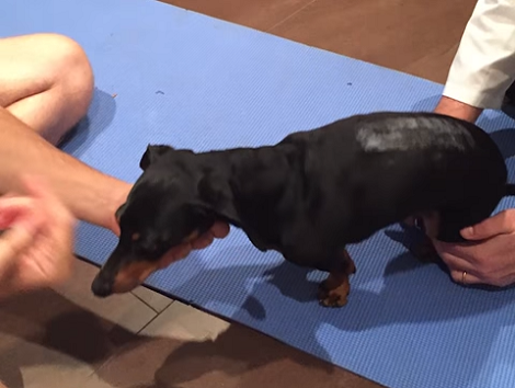 This Adorable Pup Has A Strong Message To Share - Never, Ever Give Up