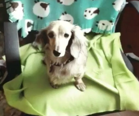 They Rescued A Dachshund Pup, But They Had No Idea What She Was Hiding.