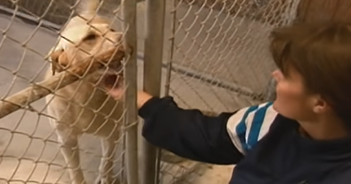 Teenager Gets A Second Chance At Life As Blind Rescue Dog Saves Her Fr ...
