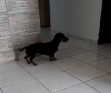Adorable Pup Decides To Have Some Fun, But Since There Are No Toys, She Picks To Play With Her Tail!