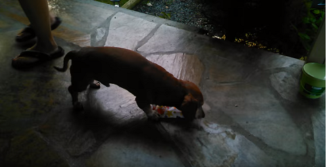 Adorable Dachshund Is Celebrating His Birthday! What He's About To Do Now? Aww!