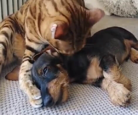 These Siblings Love Each Other So Much, We'll Let The Video Do The Talking!