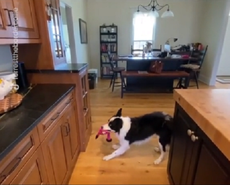 Watch How This Dog Reacts To Hearing Favorite Song Played In Viral Vid ...