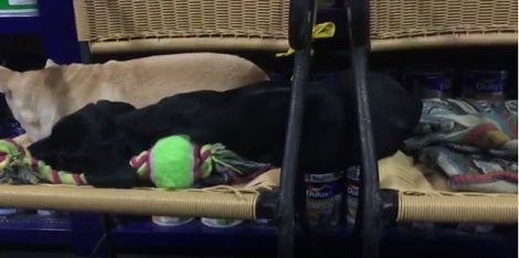How This Pup Decided To Sleep Will Have You Laughing Out Loud!