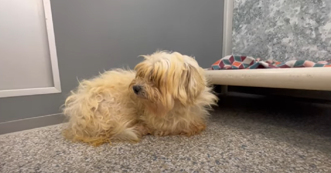 Rescue Excited To Save Puppies Filled With Gratitude