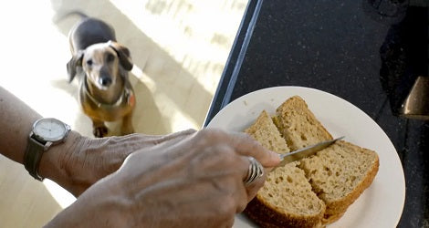 This Pup's Reaction When She Sees Mommy Making A Sandwich Is Hilarious!