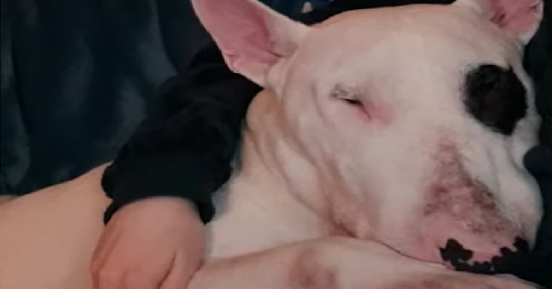 Blind Bull Terrier Finds Forever Home with Loving Family