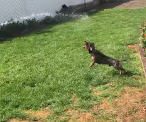 Watch How This "Vicious" Pup Attacks The Water Stream!