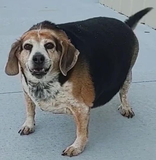 Overweight Beagle Rescue Striving To Become Healthy