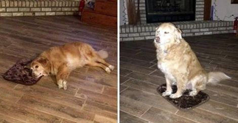 Watch How This Adorable Pup Pretends To Love His Tiny New Bed! Aww!