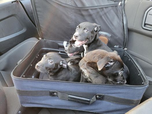 Couple Finds Four Puppies Zipped-up In A Suitcase