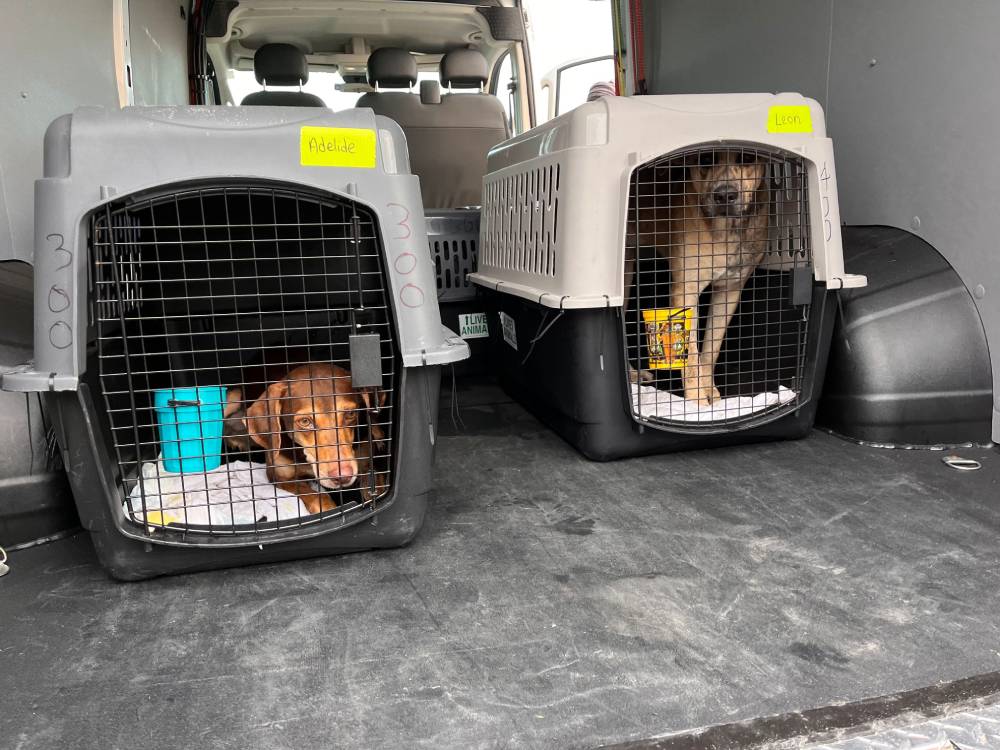 Rescue Flies At-Risk Heartworm-Positive Dogs From Overcrowded Shelters ...