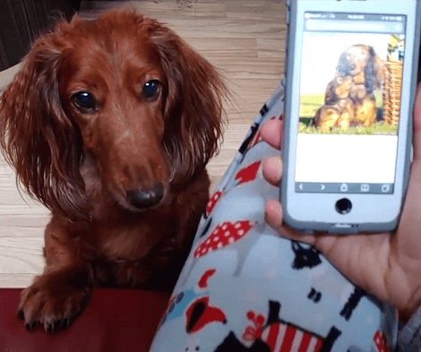 This Adorable Pup Has Been Extremely Busy Collecting Shells At The Beach!