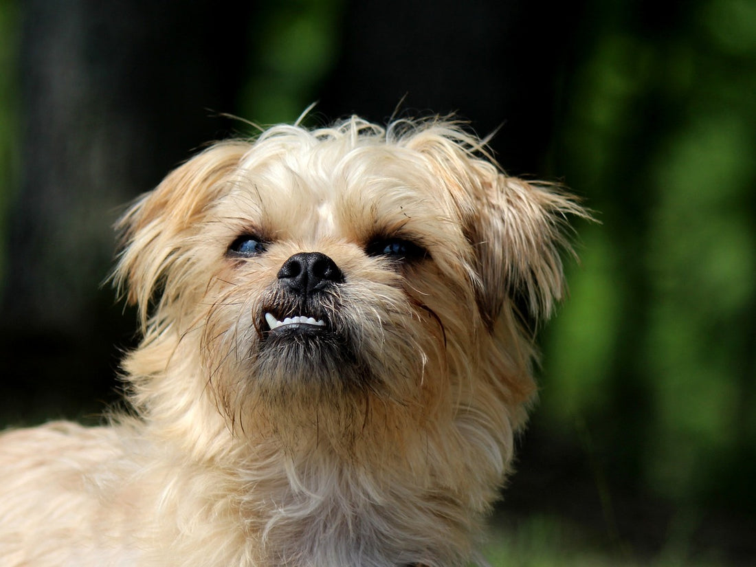 9 Smallest Dog Breeds