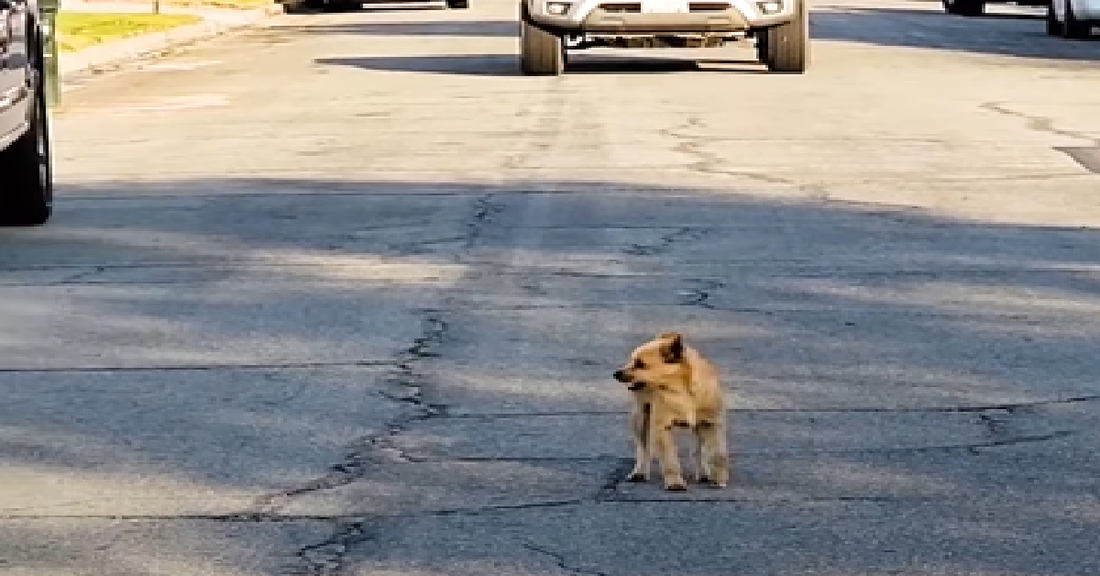 Dog Hit By Car Refuses to Leave The Road Until Help Arrived