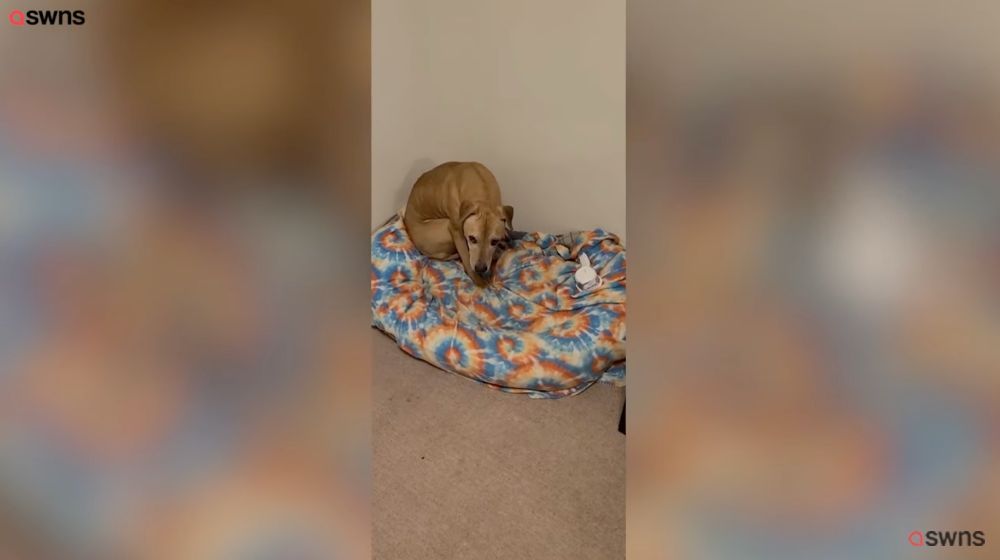 Dog Saved From a Life of Fighting Finds His Voice