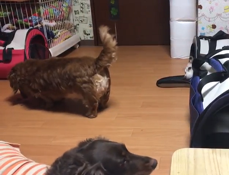 When You're So Tired And Don't Want To Move A Muscle! This Is Hilarious!