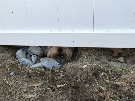 Adorable Pup Creates His Own Peephole To Keep An Eye On His Friends!