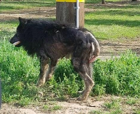 Terrified Pup Who Got Mistaken For A Werewolf, Gets A Second Chance To Life