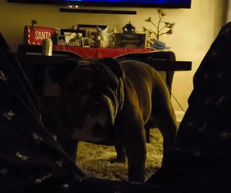 Dad Was Just Chilling Out When His Adorable Pup Decides To Check In On Him!