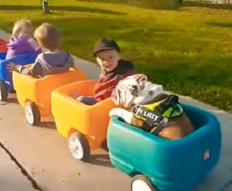 This Adorable Pup Loves Wagon Rides! Who Doesn't?! Check Out His Excitement!