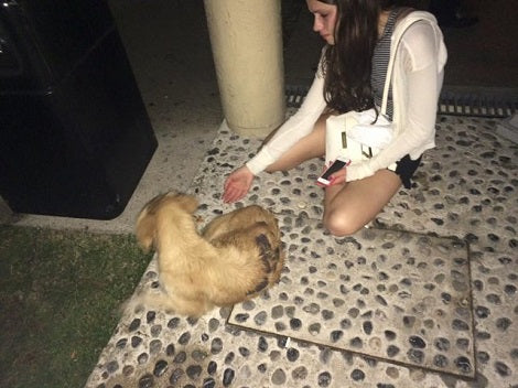 Family Reunites With Pup They Rescued Years Earlier... The Pup Recognized Them Too!