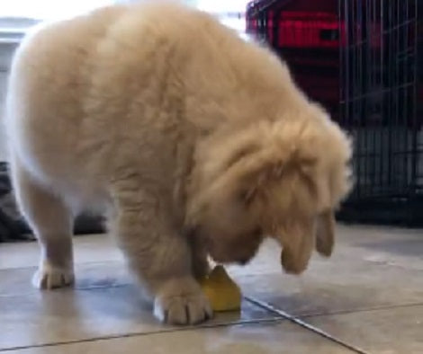 There's No One More Afraid Of A Lemon Than This Fluffy Pup!