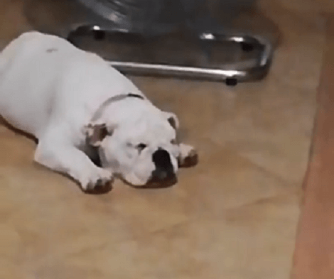 Wait Till You See How This Adorable Pup Decides To Cool Off After Training!