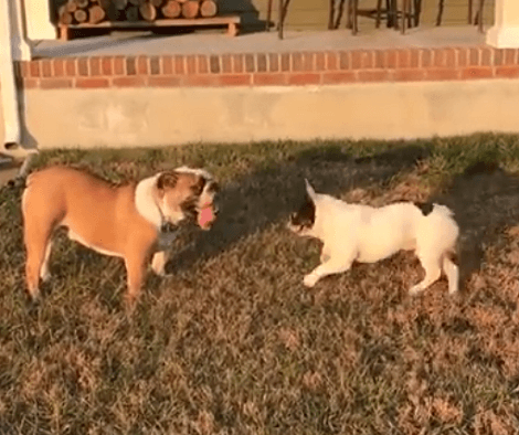 What Happens When Two Adorable Pups Play Together Outside? They Have Tons Of Fun!