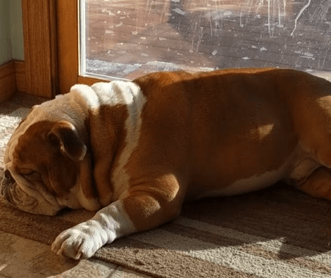 This Adorable Pup Is So Tired Today You Can Literally Hear Him Snore!